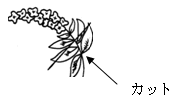 |Cg