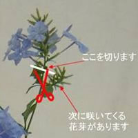 vo[S/ԉ̐؂