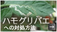 ハモグリバエへの対処方法