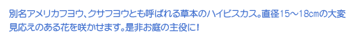 ʖAJtEANTtEƂĂ΂鑐{̃nCrXJXBaPT`PWcm̑ό̂Ԃ炩܂B񂨒̎ɁI