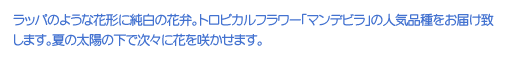 bp̂悤ȉԌ`ɏ̉ԕفBgsJt[u}frv̐lCi͂v܂BĂ̑z̉ŎXɉԂ炩܂B