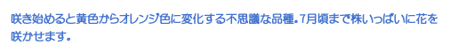 炫n߂ƉFIWFɕωsvcȕiBV܂ŊςɉԂ炩܂B