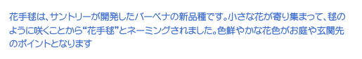 花手毬は、サントリーが開発したバーベナの新品種です。小さな花が寄り集まって、毬のように咲くことから“花手毬”とネーミングされました。色鮮やかな花色がお庭や玄関先のポイントとなります
