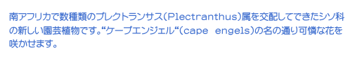 AtJŐނ̃vNgTX(Plectranthus)zĂłV\Ȃ̐V|AłBgP[vGWFg(cape engels)̖̒ʂȉԂ炩܂B