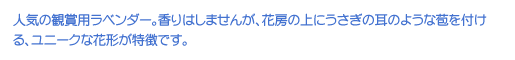 lC̊Ϗܗpx_[B͂܂񂪁AԖ[̏ɂ̎̂悤䚂tAj[NȉԌ`łB
