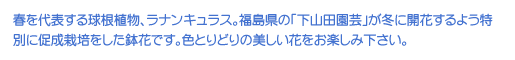 t\鋅AAiLXB́uRc|v~ɊJԂ悤ʂɑ͔|ԂłBFƂǂ̔Ԃy݉B