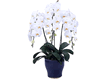Premium Phalenopsis