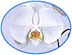 Premium Phalenopsis