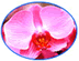 Premium Phalenopsis