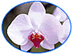 Premium Phalenopsis