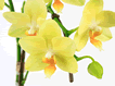 Anthura Gold