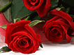 Special Rose Mix Color
