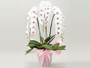 Premium phalaenopsis