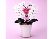 Heart phalaenopsis