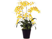 Dancing Orchid