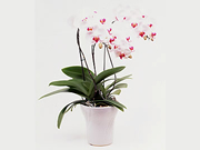 Phalaenopsis