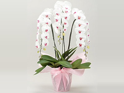 Premium Phalenopsis
