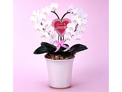 Heart phalaenopsis