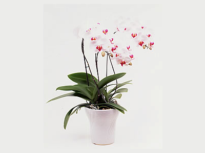 Phalenopsis