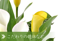 hV̓Mtg/AimEG߂̔j