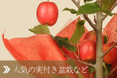 hV̓Mtg/~