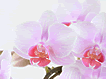 Abv摜