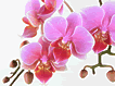  Abv摜