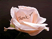 Thank you/[Y[