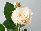 4̃oԑ̔̔N[WVA/}X[[YNu-12̃oԑ̔-