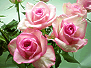 5̃oԑ̔̔vZXO/}X[[YNu-12̃oԑ̔-