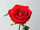 7̃ỏԑbhCe[V/}X[[YNu-12̃oԑ̔-