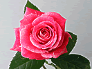 8̃ỏԑGLTCeBO/}X[[YNu-12̃oԑ̔-