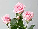 9̃ỏԑLfBsN/}X[[YNu-12̃oԑ̔-