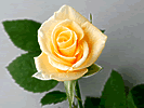 11̃ỏԑ}h[k/}X[[YNu-12̃oԑ̔-