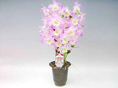 ジョイフルデー/洋ラン(洋蘭)鉢植え花ギフトの販売/通販