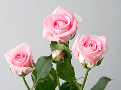 9̃oFLfBsN/}X[[YNu